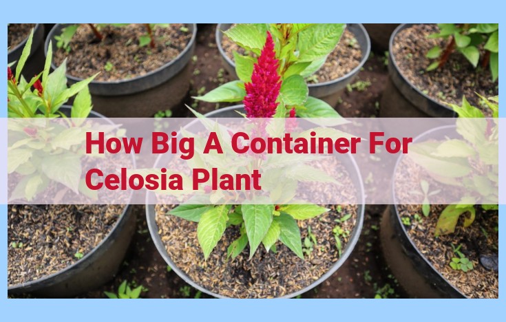 how big a container for celosia plant