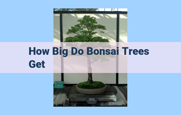 how big do bonsai trees get