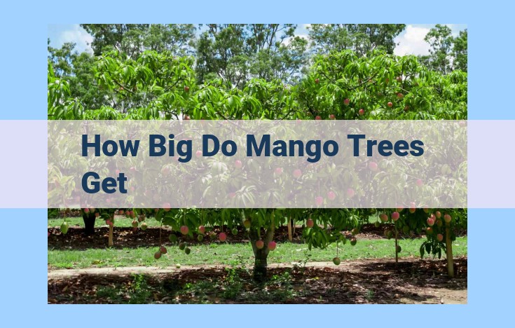 how big do mango trees get