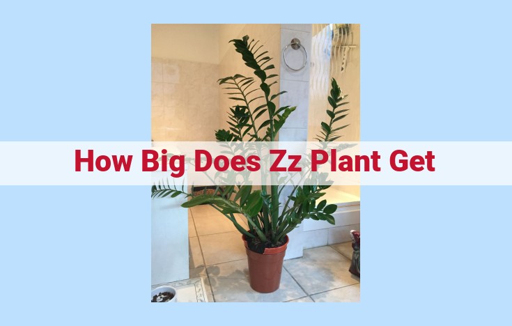 how big does zz plant get