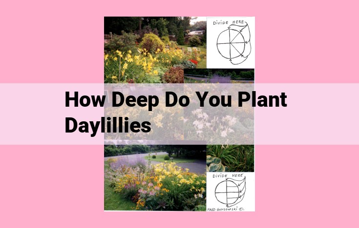 how deep do you plant daylillies