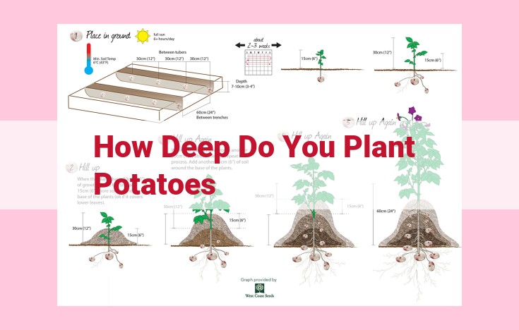 how deep do you plant potatoes