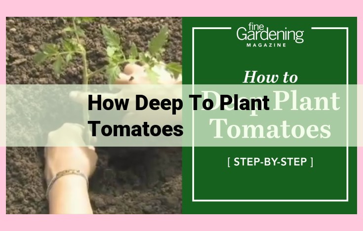 how deep to plant tomatoes