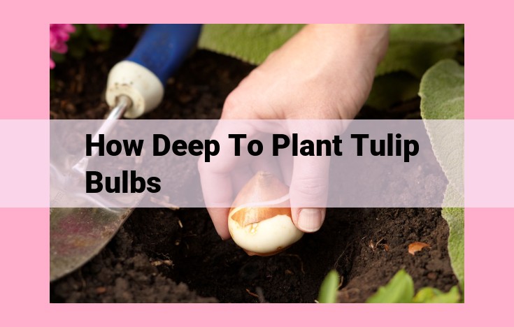 how deep to plant tulip bulbs