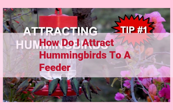 how do i attract hummingbirds to a feeder