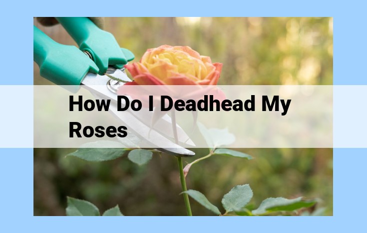 how do i deadhead my roses