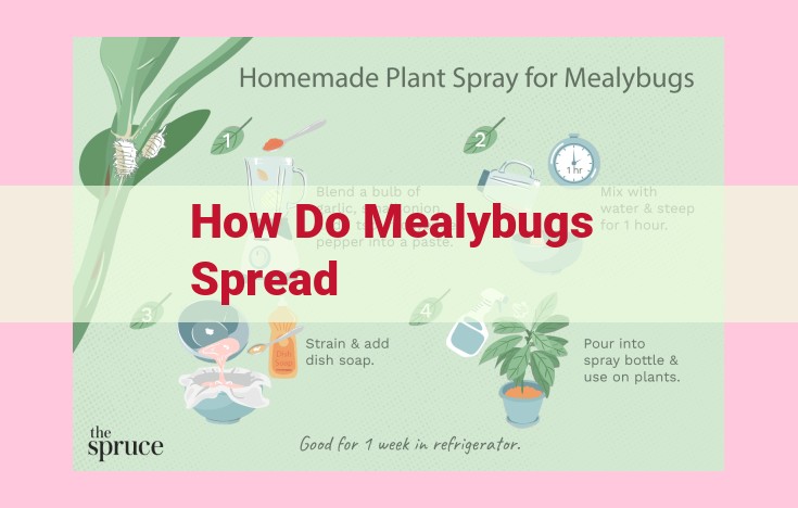 how do mealybugs spread