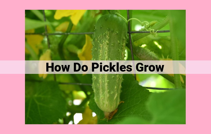 how do pickles grow