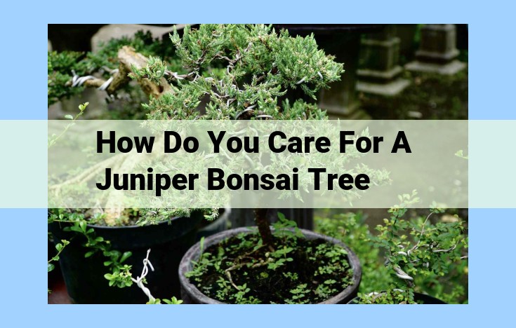 how do you care for a juniper bonsai tree