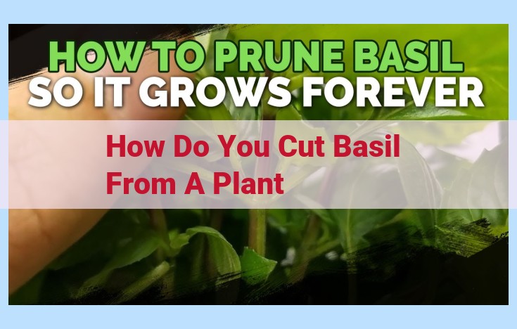 how do you cut basil from a plant