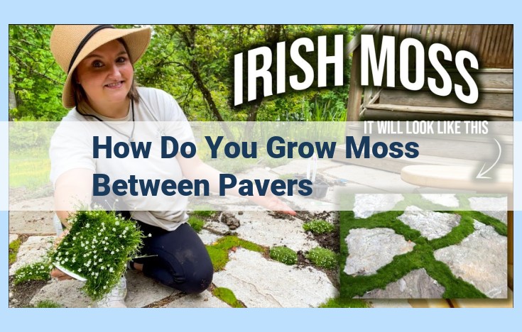 how do you grow moss between pavers