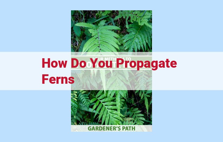 how do you propagate ferns