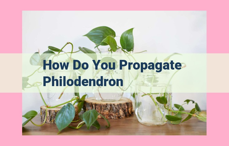 how do you propagate philodendron