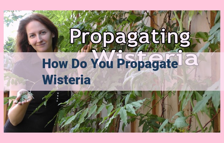 how do you propagate wisteria