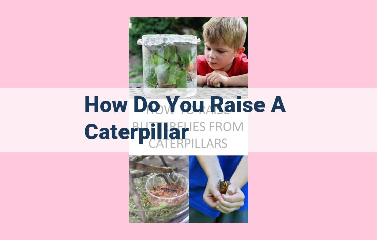 how do you raise a caterpillar