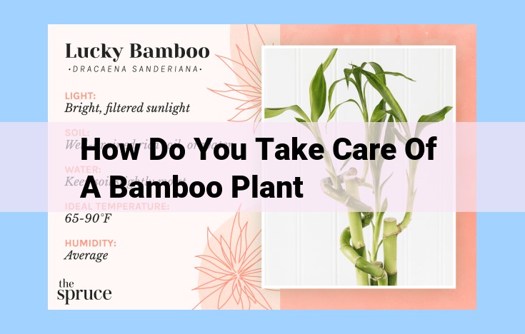 how do you take care of a bamboo plant