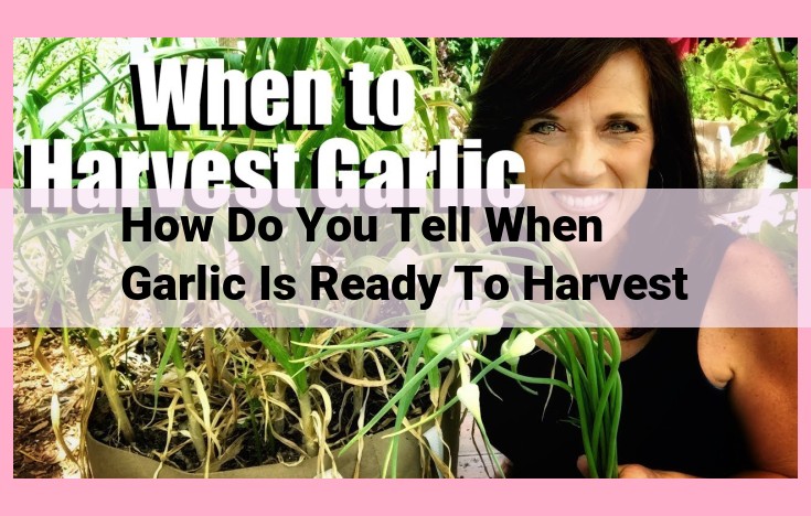 how do you tell when garlic is ready to harvest