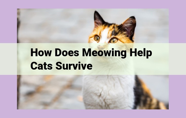 how does meowing help cats survive