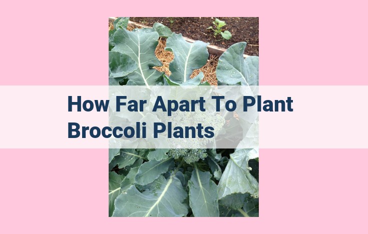 how far apart to plant broccoli plants