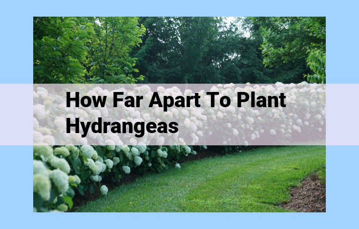 how far apart to plant hydrangeas