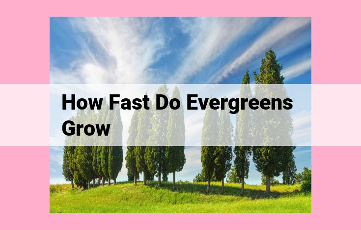 how fast do evergreens grow