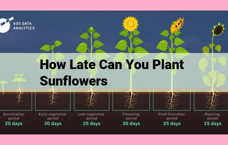 how late can you plant sunflowers