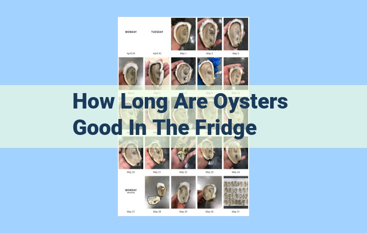 how long are oysters good in the fridge