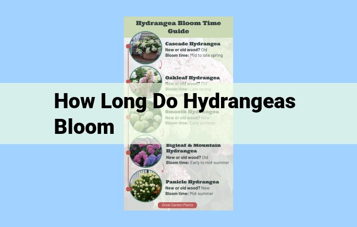 how long do hydrangeas bloom