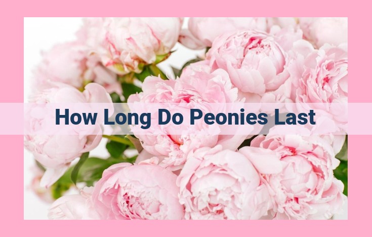 how long do peonies last