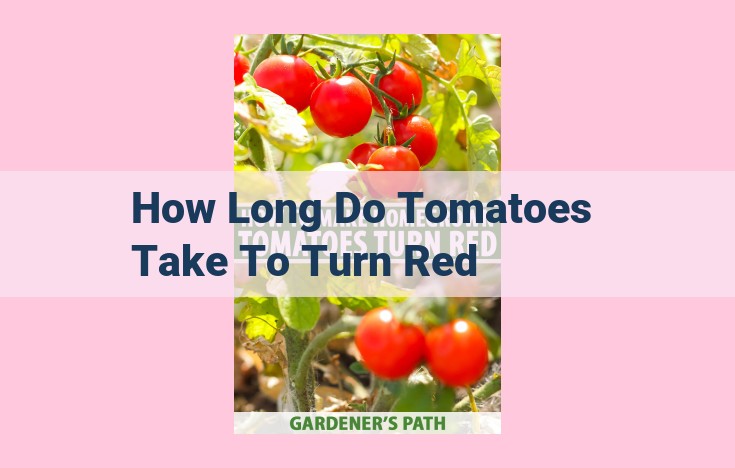 how long do tomatoes take to turn red