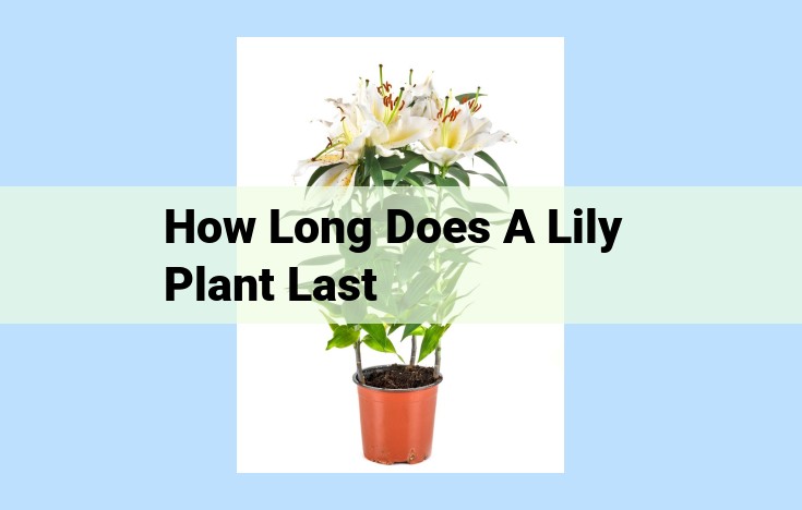 how long does a lily plant last