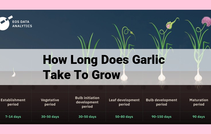 how long does garlic take to grow