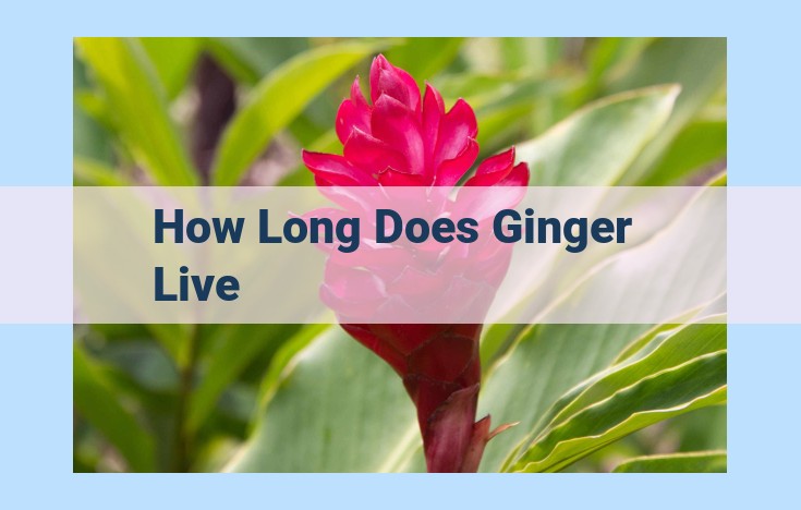 how long does ginger live