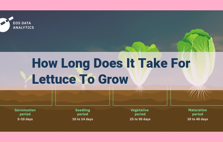 how long does it take for lettuce to grow