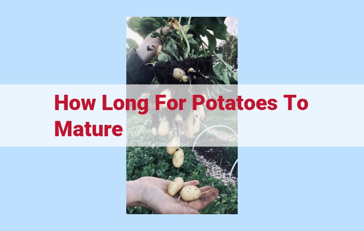 how long for potatoes to mature