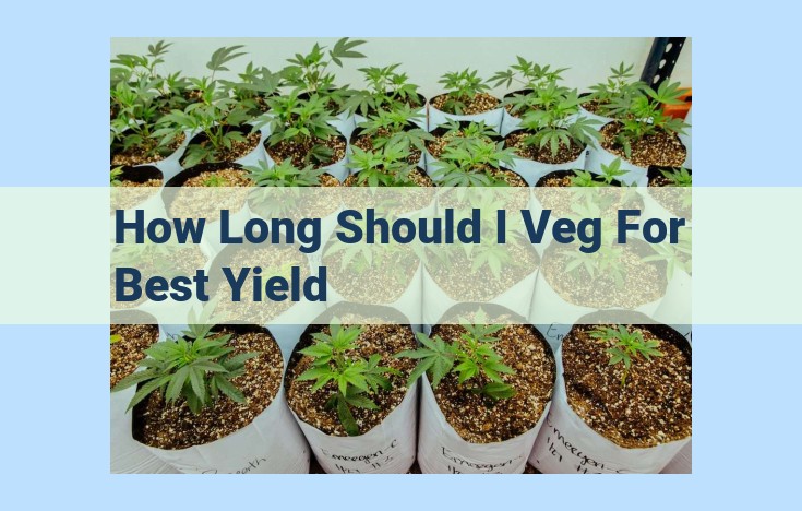 how long should i veg for best yield