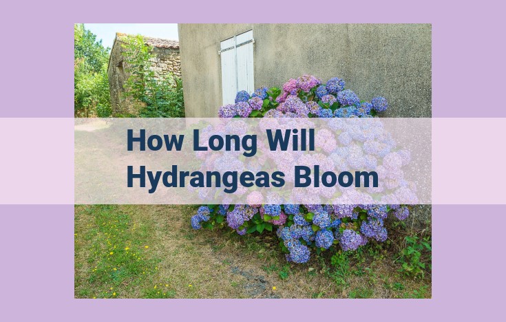 how long will hydrangeas bloom