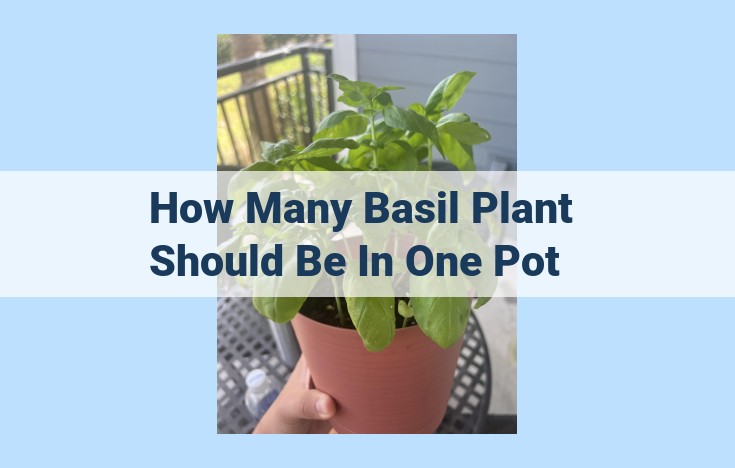 how many basil plant should be in one pot