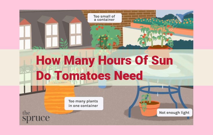 how many hours of sun do tomatoes need