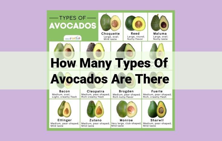 how many types of avocados are there