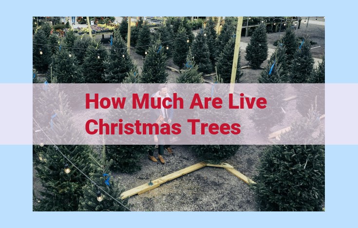 how much are live christmas trees