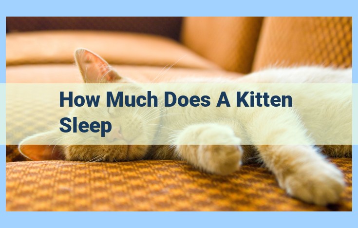 how much does a kitten sleep