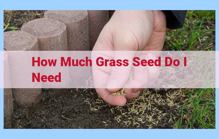 how much grass seed do i need