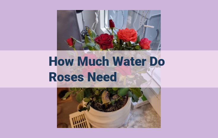 how much water do roses need