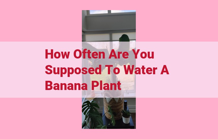 how often are you supposed to water a banana plant