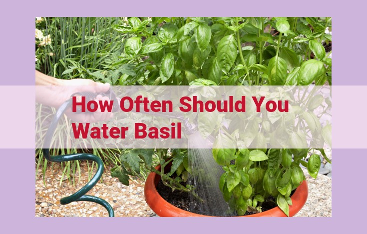 how often should you water basil