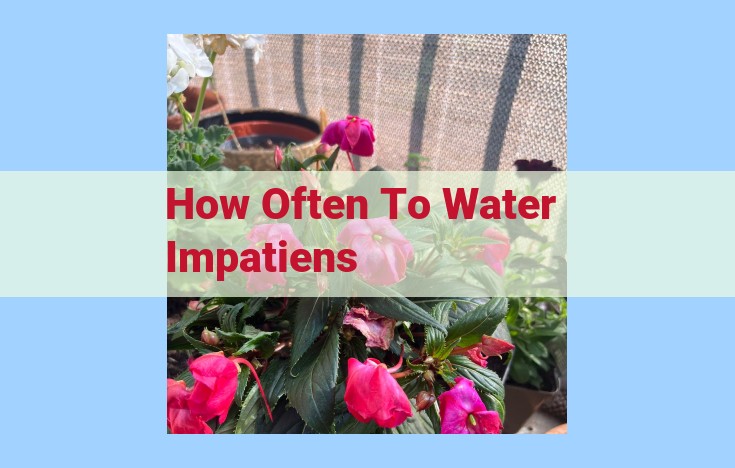 how often to water impatiens