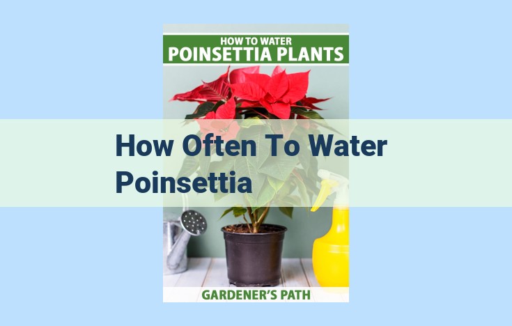 how often to water poinsettia