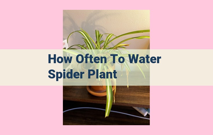 how often to water spider plant