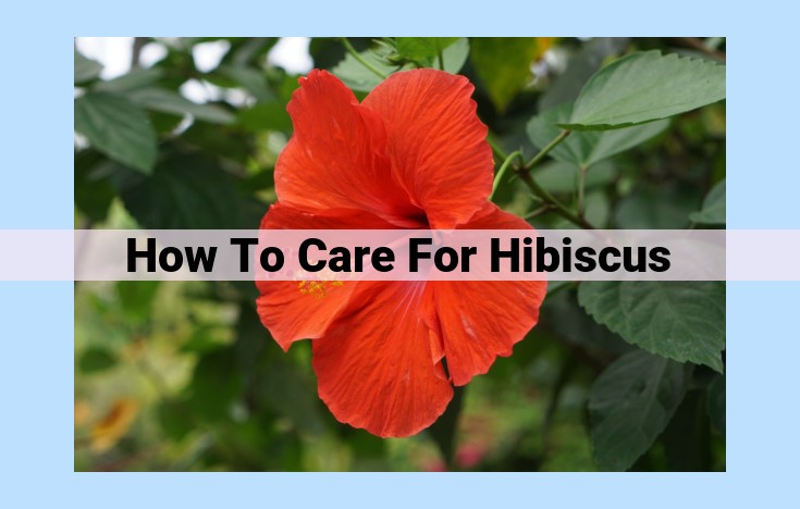 how to care for hibiscus